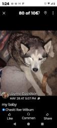 Lost Male Dog last seen warman ave, Indianapolis, IN 46221