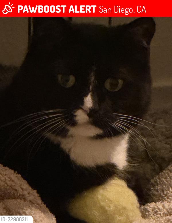Lost Female Cat last seen Porte De Palmas near 100's, San Diego, CA 92122