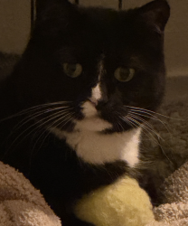 Lost Female Cat last seen Porte De Palmas near 100's, San Diego, CA 92122