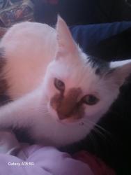Reunited Female Cat last seen Benjamin Franklin Elementary, Meriden, CT 06451