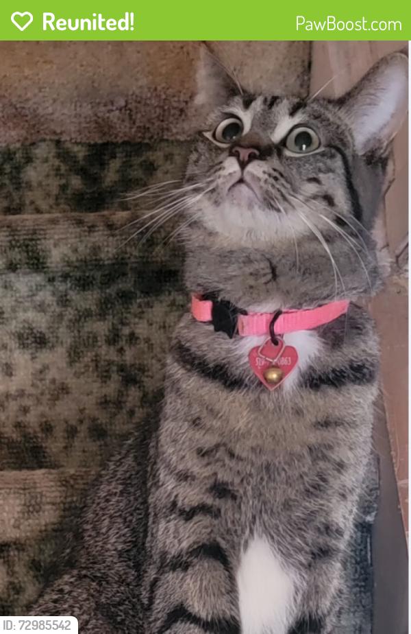 Reunited Female Cat last seen Weston and Wellington, London, ON 