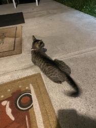Found/Stray Female Cat last seen Lancaster St, Cohoes, NY 12047
