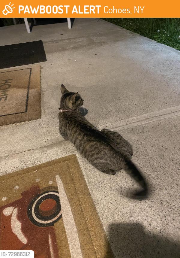 Found/Stray Female Cat last seen Lancaster St, Cohoes, NY 12047