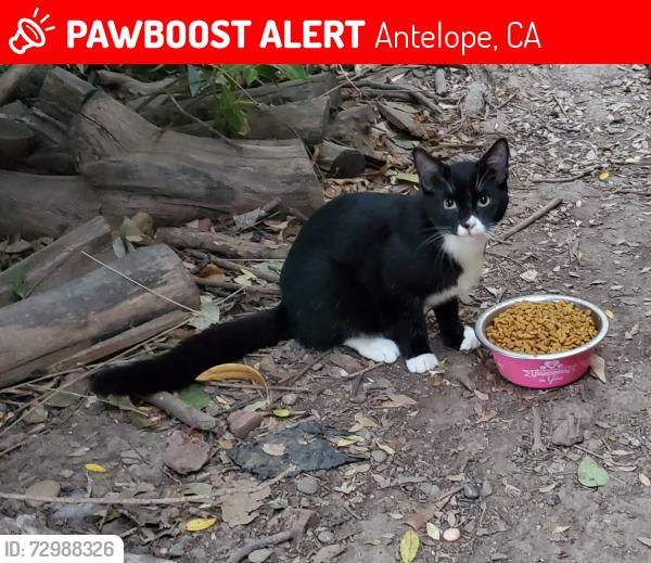 Lost Male Cat last seen Blackfoot Way and Ottawa, Antelope, CA 95843