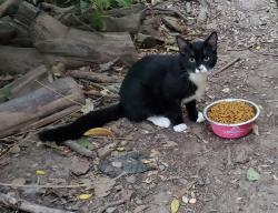 Lost Male Cat last seen Blackfoot Way and Ottawa, Antelope, CA 95843