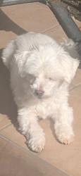 Lost Male Dog last seen Florence and Firestone , Downey, CA 90241