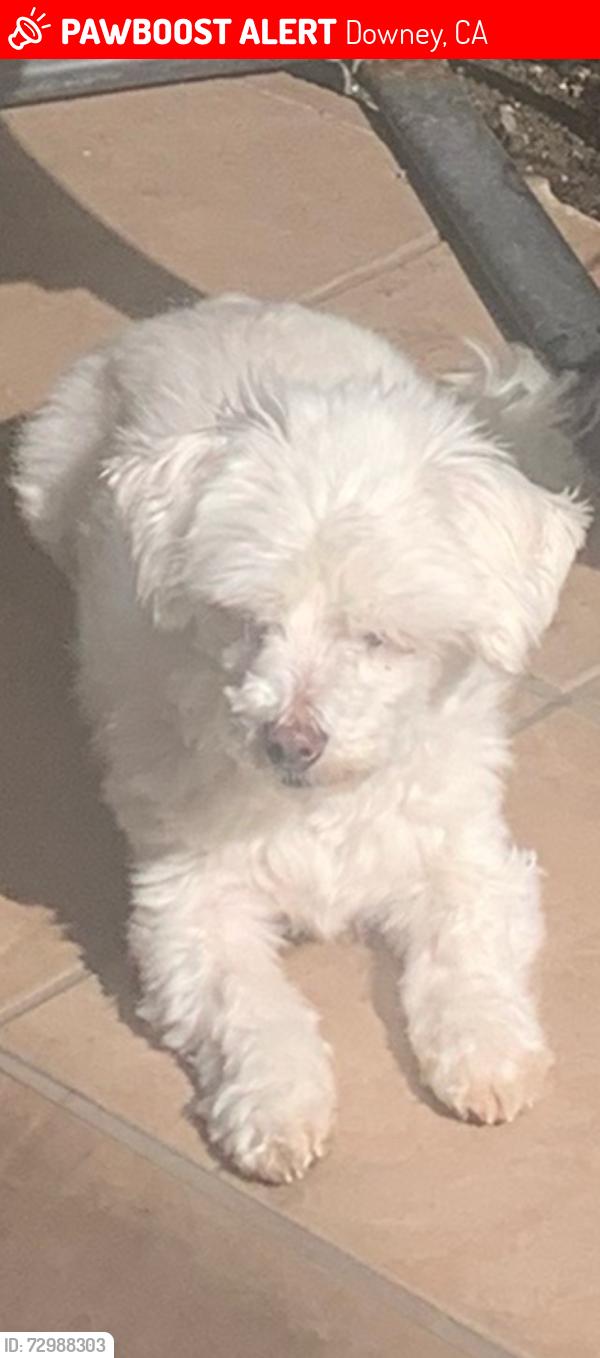 Lost Male Dog last seen Florence and Firestone , Downey, CA 90241