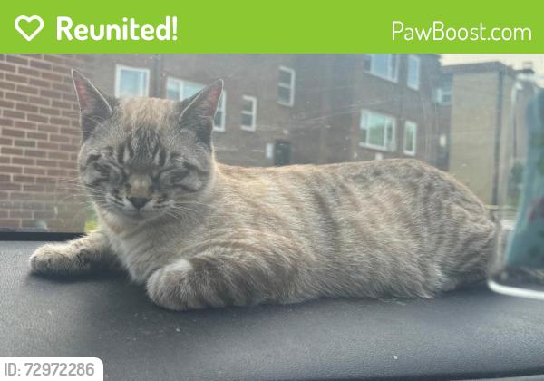 Reunited Male Cat last seen Near 2nd Ave S, Minneapolis, MN 55403, USA, Minneapolis, MN 55403