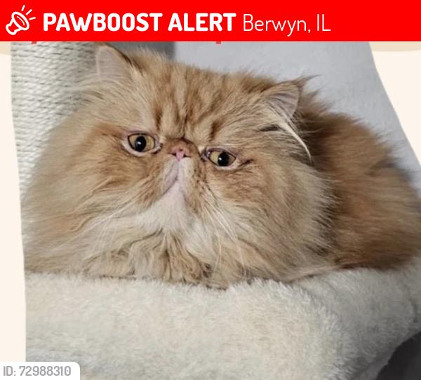 Lost Male Cat last seen Near Gunderson avenue 18 street, Berwyn, IL 60402