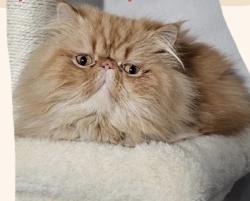 Lost Male Cat last seen Near Gunderson avenue 18 street, Berwyn, IL 60402