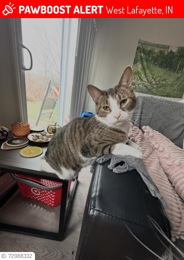Lost Male Cat last seen Lindberg and 231, West Lafayette, IN 47906