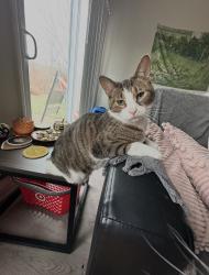 Lost Male Cat last seen Lindberg and 231, West Lafayette, IN 47906