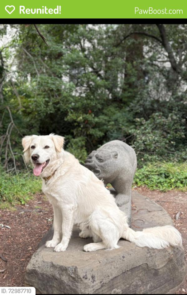 Reunited Male Dog last seen Harrison and Macarthur Oakland, CA, Oakland, CA 94610