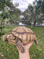 Lost Unknown Other last seen NW 175th st Miami Gardens , Miami Gardens, FL 33056