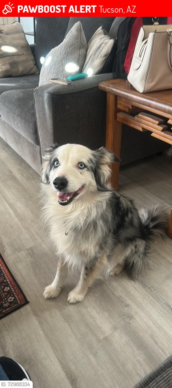 Lost Male Dog last seen Escalante and Kold, Tucson, AZ 85730