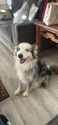 Lost Male Dog last seen Escalante and Kold, Tucson, AZ 85730