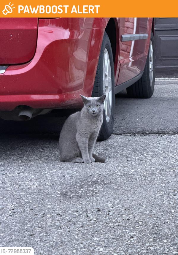 Found/Stray Unknown Cat last seen Maximilian Ct. and Meadows Blvd , Mississauga, ON L4Z 2Y3