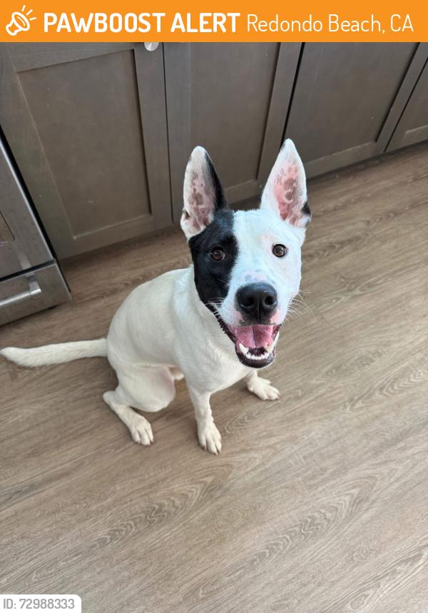Found/Stray Male Dog last seen Near Paseo Del Playa Redondo Beach CA, Redondo Beach, CA 90277