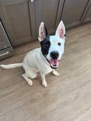 Found/Stray Male Dog last seen Near Paseo Del Playa Redondo Beach CA, Redondo Beach, CA 90277