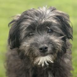 Shelter Stray Male Dog last seen Near Worthing Common, LIVERMORE, CA, 94550, 8323 Baldwin St, Oakland, CA 94621, USA