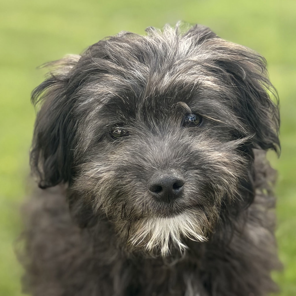 Shelter Stray Male Dog last seen Near Worthing Common, LIVERMORE, CA, 94550, 8323 Baldwin St, Oakland, CA 94621, USA