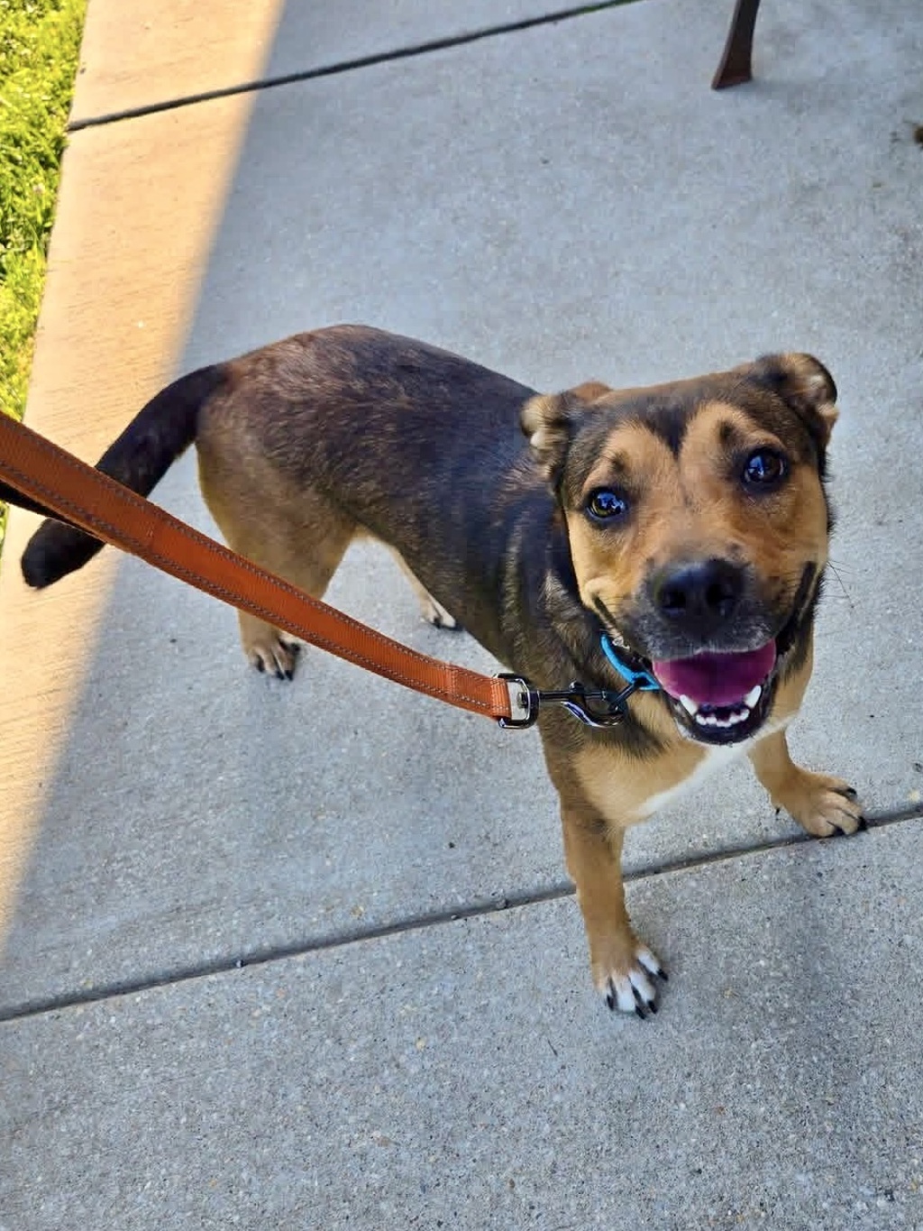 Shelter Stray Female Dog last seen Mountain Road, PASADENA, MD, 411 Maxwell Frye Rd, Millersville, MD 21108, USA