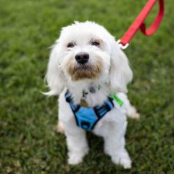 Shelter Stray Male Dog last seen Redwood Rd, CASTRO VALLEY, CA, 94546, 8323 Baldwin St, Oakland, CA 94621, USA