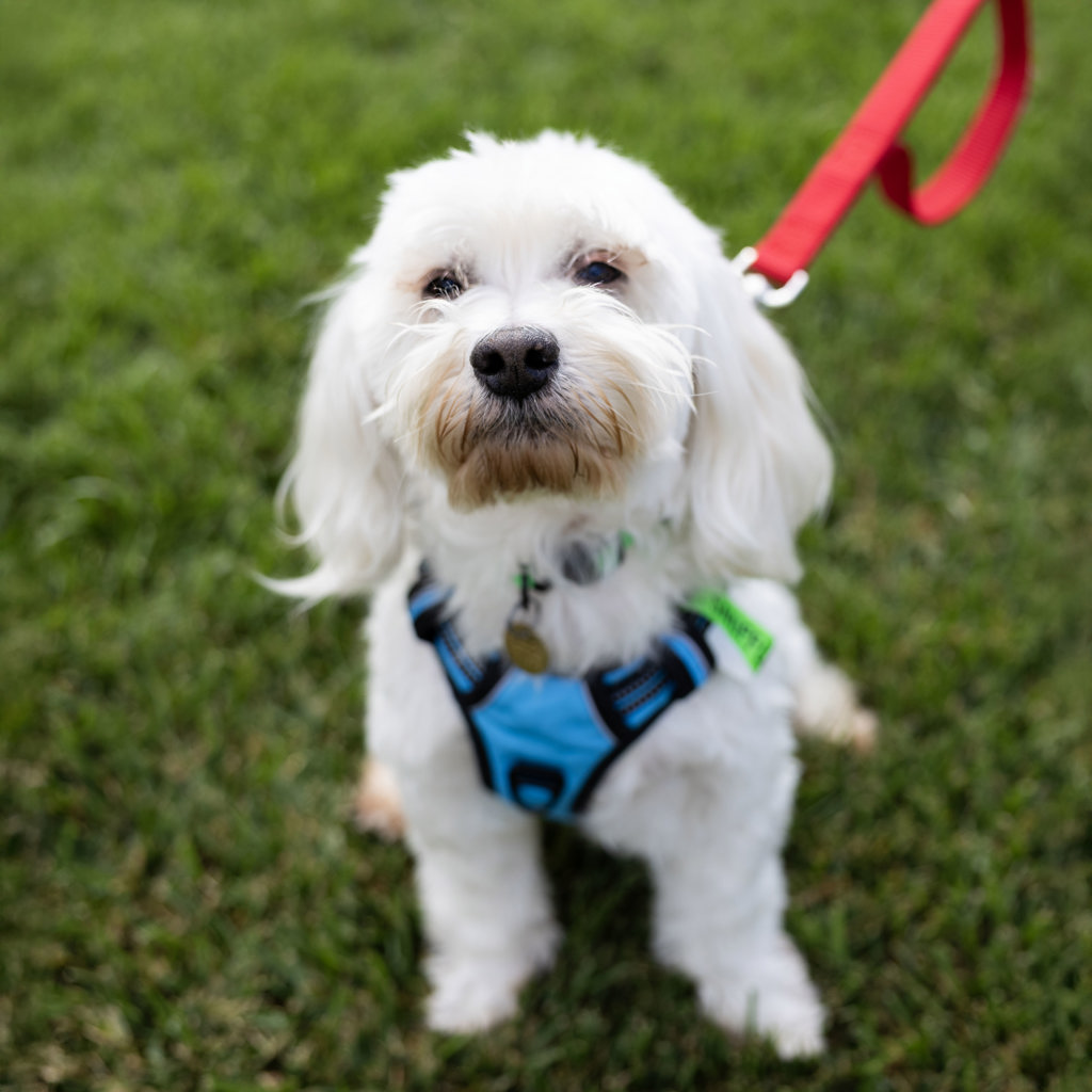 Shelter Stray Male Dog last seen Redwood Rd, CASTRO VALLEY, CA, 94546, 8323 Baldwin St, Oakland, CA 94621, USA