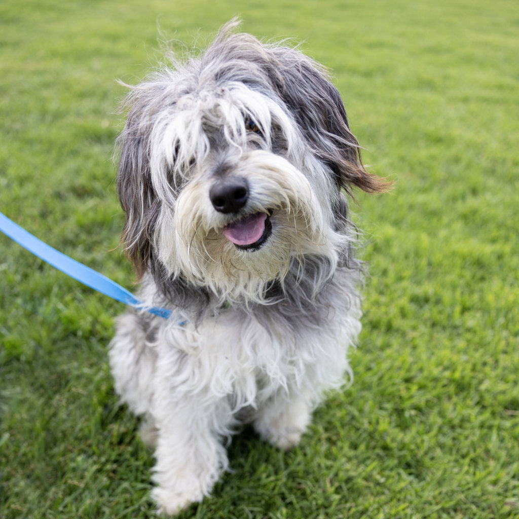 Shelter Stray Male Dog last seen Portola Avenue, LIVERMORE, CA, 94551, 8323 Baldwin St, Oakland, CA 94621, USA