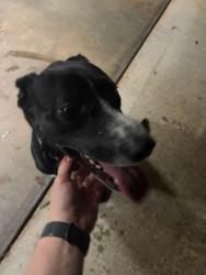Reunited Female Dog last seen Hodgens and Old Whitehorse , Travelers Rest, SC 29690
