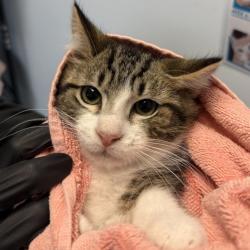 Shelter Stray Male Cat last seen Beta St, San Diego, CA, 92113, 5500 Gaines St, San Diego, CA 92110, USA