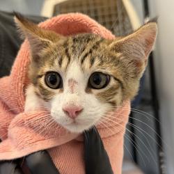 Shelter Stray Male Cat last seen Beta St, San Diego, CA, 92113, 5500 Gaines St, San Diego, CA 92110, USA