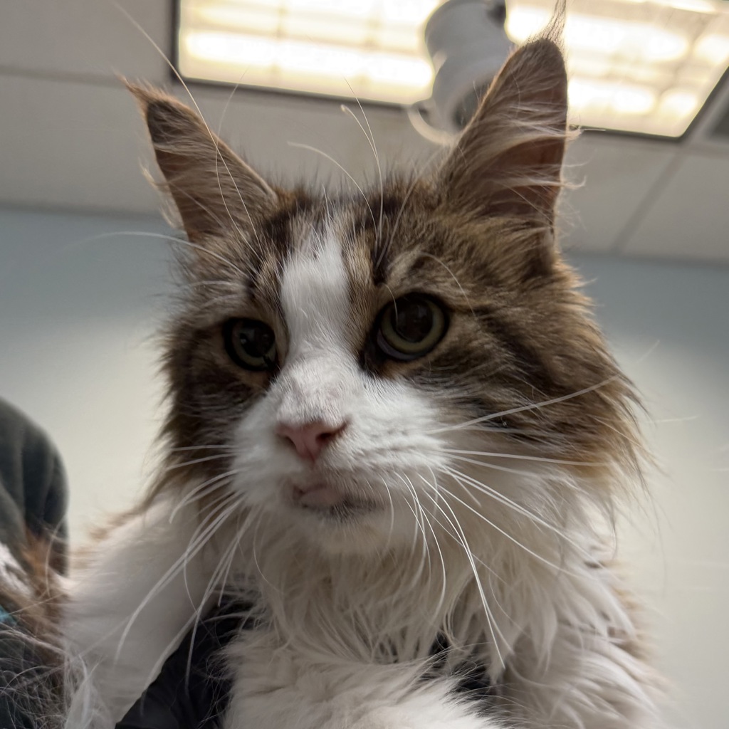 Shelter Stray Male Cat last seen Near Worden Street, San Diego, CA, 92110, 5500 Gaines St, San Diego, CA 92110, USA