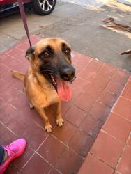 Reunited Female Dog last seen Market & 53rd, Oakland, CA 94608