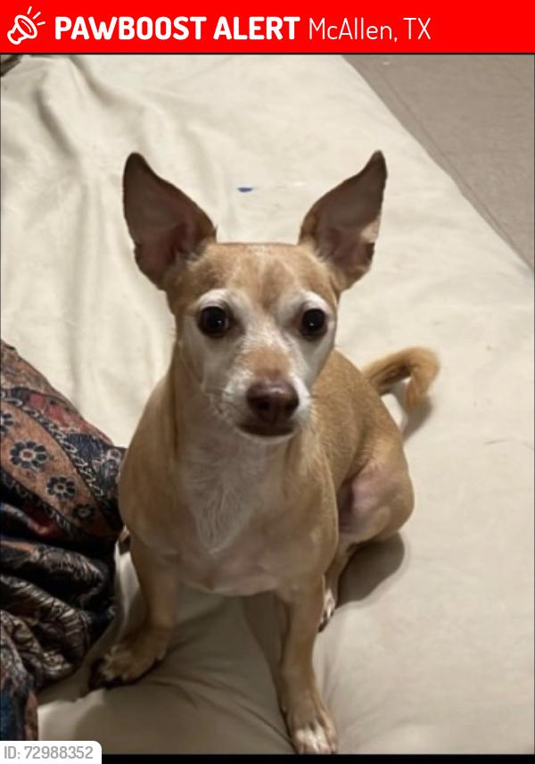 Lost Male Dog last seen Sprague ave, McAllen, TX 78504