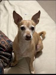 Lost Male Dog last seen Sprague ave, McAllen, TX 78504