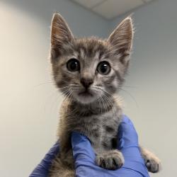 Shelter Stray Female Cat last seen Near Lauretta Street, San Diego, CA, 92110, 5500 Gaines St, San Diego, CA 92110, USA