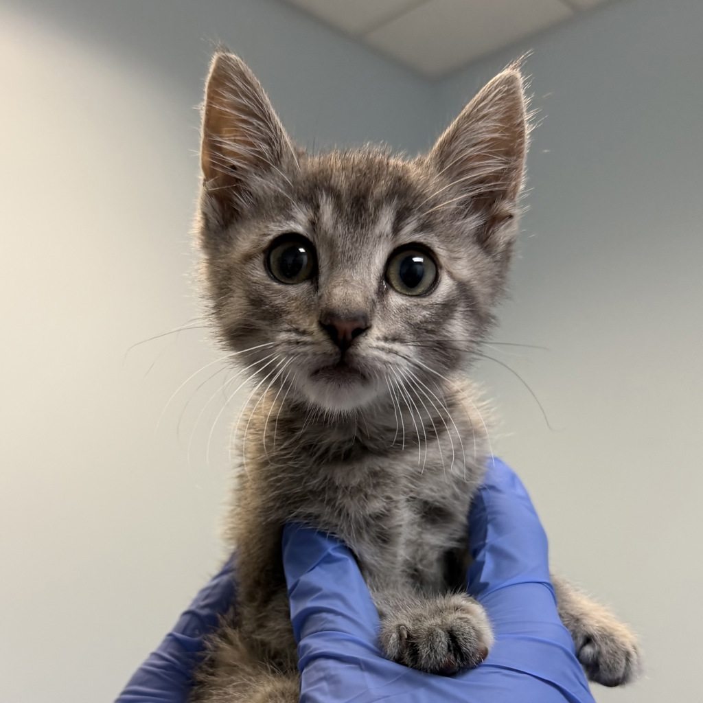Shelter Stray Female Cat last seen Near Lauretta Street, San Diego, CA, 92110, 5500 Gaines St, San Diego, CA 92110, USA