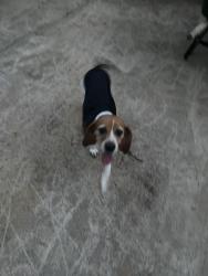 Lost Female Dog last seen Twiin elms, Arlington, TX 76012