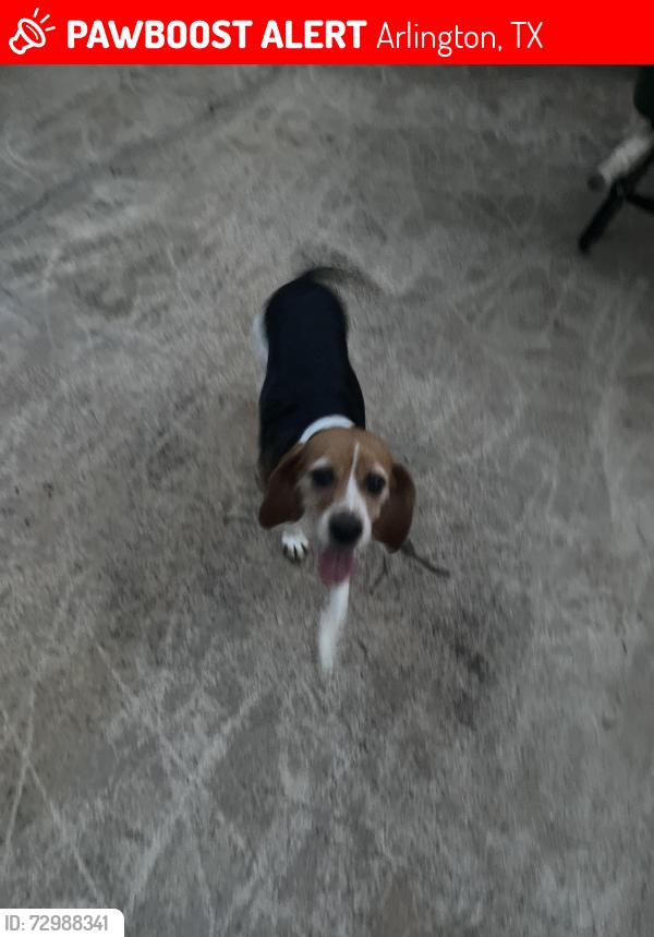 Lost Female Dog last seen Twiin elms, Arlington, TX 76012