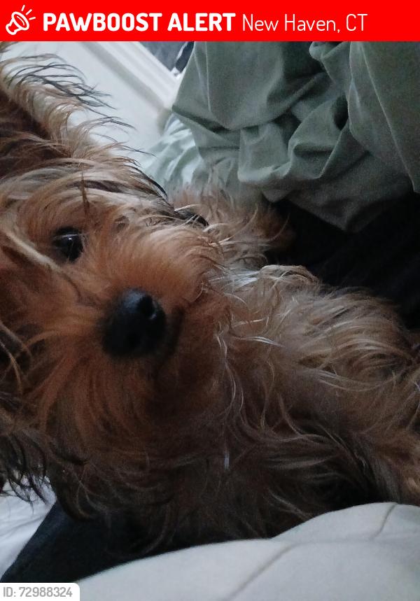 Lost Female Dog last seen Near .Fairmont ave  .newhaven ct, New Haven, CT 06513