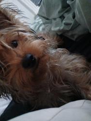 Lost Female Dog last seen Near .Fairmont ave  .newhaven ct, New Haven, CT 06513