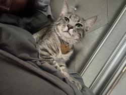 Lost Male Cat last seen Limerick Ave , Chandler street , Seqouia elementary, Madison high schools, San Diego, CA 92117