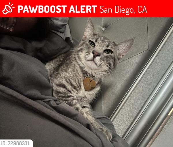 Lost Male Cat last seen Limerick Ave , Chandler street , Seqouia elementary, Madison high schools, San Diego, CA 92117