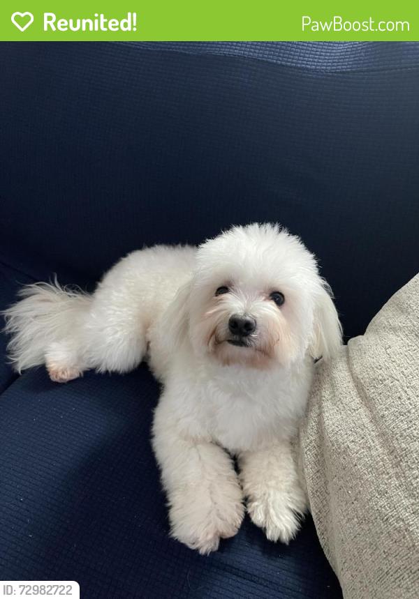 Reunited Male Dog last seen Mini drive , Marquette ave , Vallejo, CA 94589