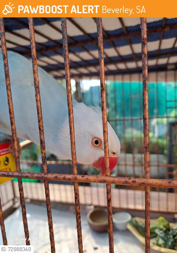 Found/Stray Female Bird last seen Beverley , Beverley, SA 5009