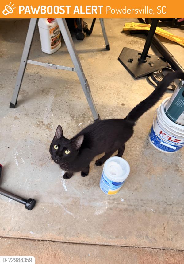 Found/Stray Male Cat last seen Sitton hill barn, Powdersville, SC 29642
