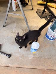 Found/Stray Male Cat last seen Sitton hill barn, Powdersville, SC 29642