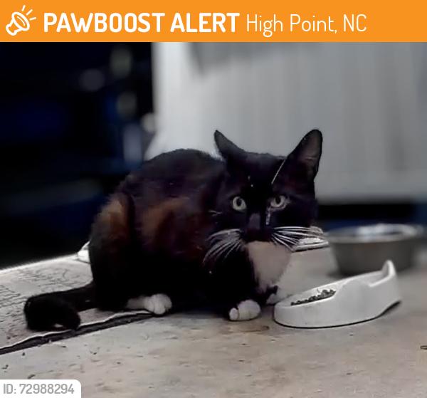 Found/Stray Unknown Cat last seen Dayton/Cook , High Point, NC 27262