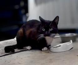 Found/Stray Unknown Cat last seen Dayton/Cook , High Point, NC 27262